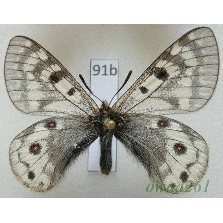Parnassius acdestis subsp. ohkumai Koiwaya, 1993 China91b